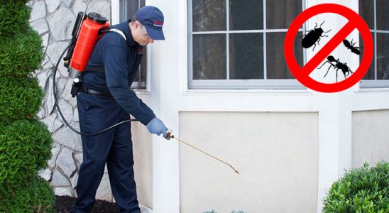 Pazar Kene İlaçlama böcek ilaçlama ve haşere kontrolü — ilaclama-tr.com